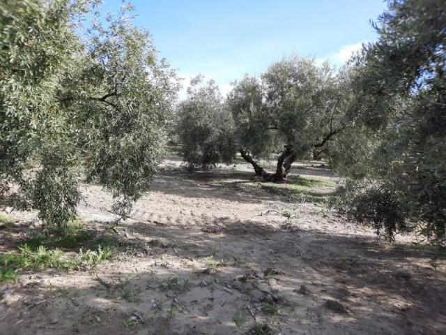 Terreno en venta Lucena