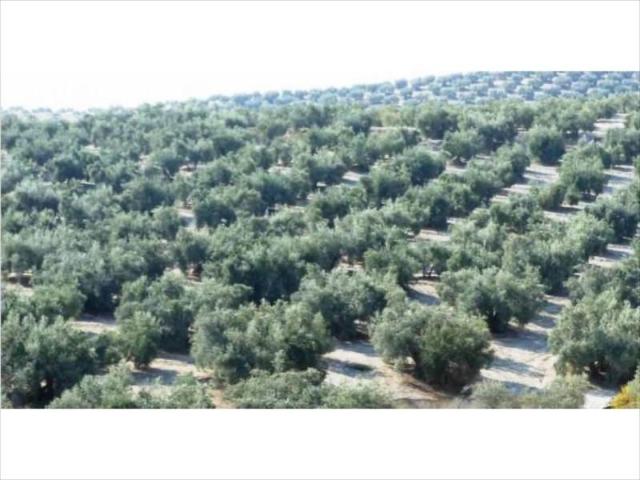 Terreno en venta Lucena