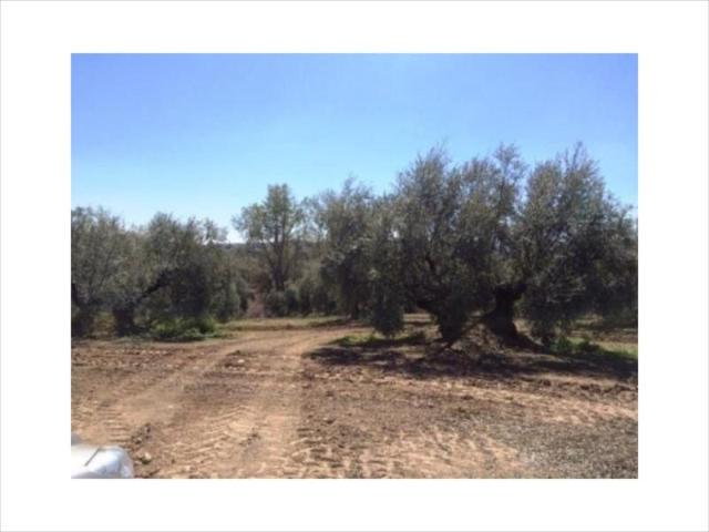 Terreno en venta Lucena