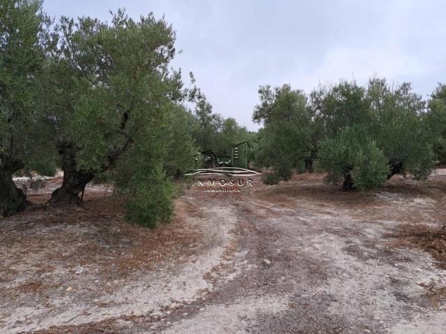 Terreno en venta Lucena