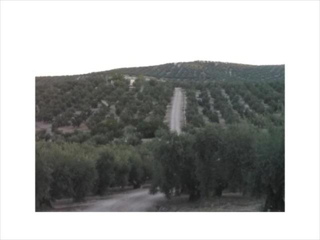 Terreno en venta Lucena