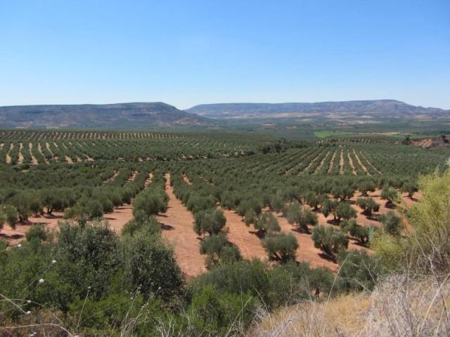 Terreno en venta Lucena