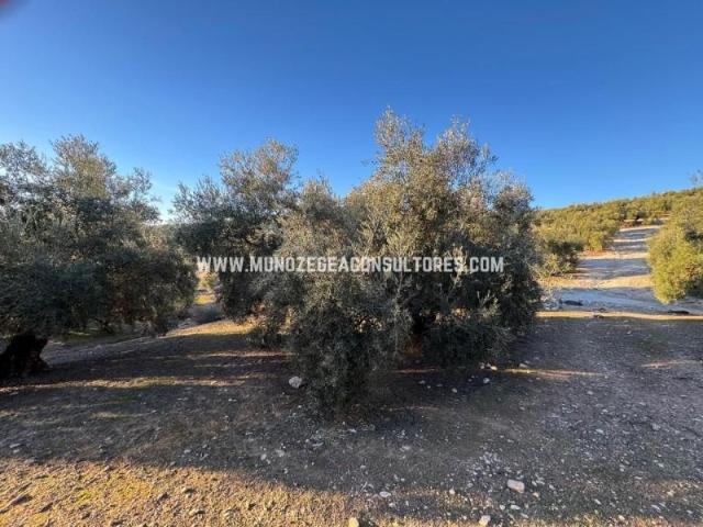 Terreno en venta Lucena