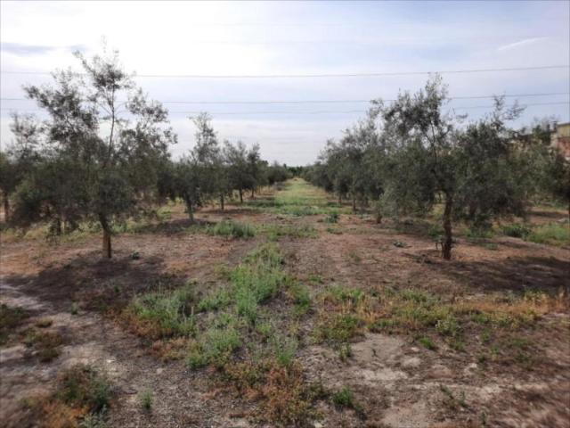 Terreno en venta Lucena