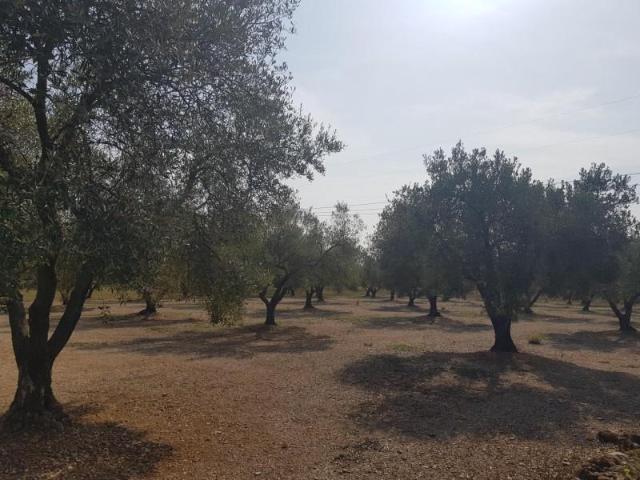 Terreno en venta La Galera
