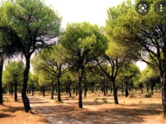 Terreno en venta La Roda