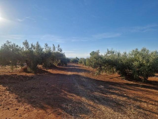 Terreno en venta Linares