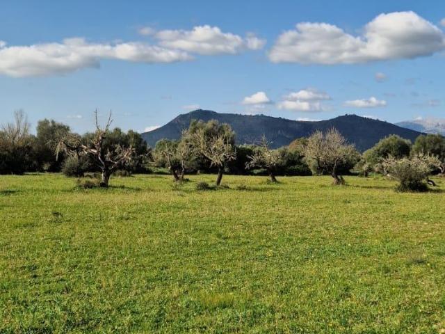 Terreno en venta Llubí