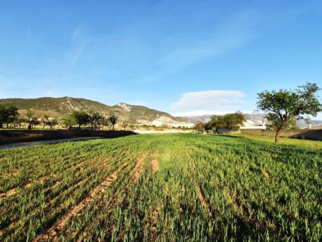 Terreno en venta Padul