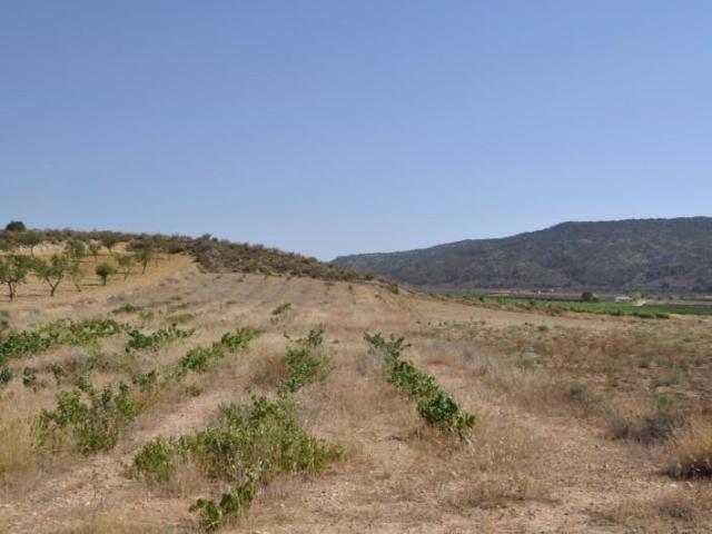 Terreno en venta Pinoso