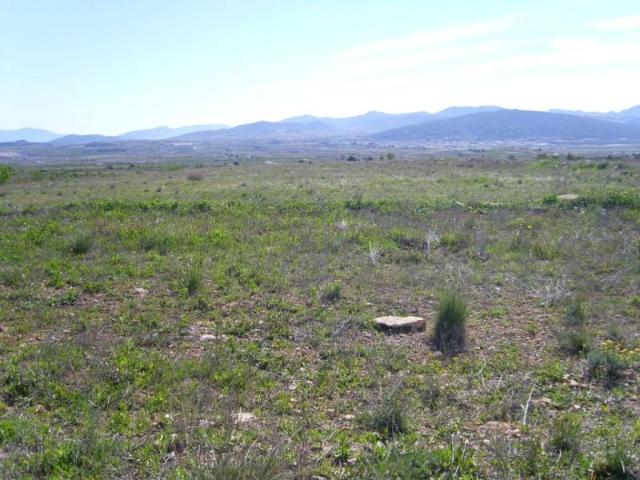 Terreno en venta Pinoso