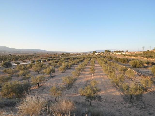 Terreno en venta Pinoso