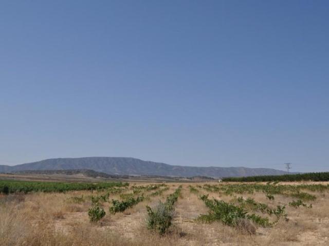 Terreno en venta Pinoso