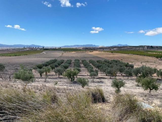Terreno en venta Pinoso