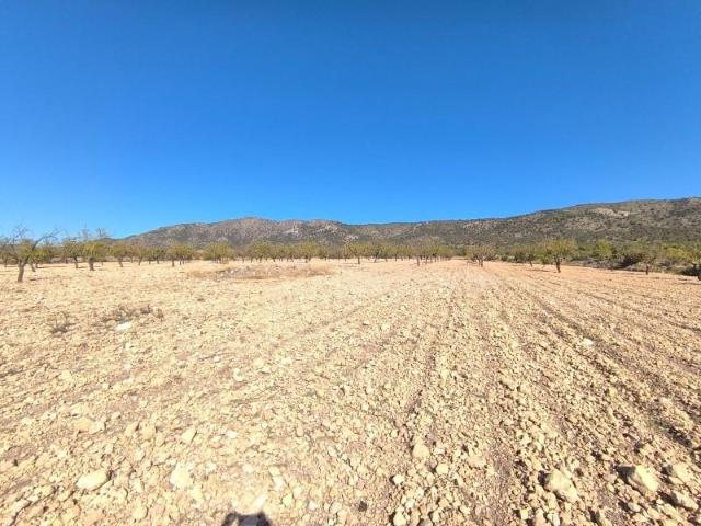 Terreno en venta Pinoso