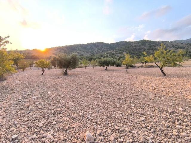 Terreno en venta Pinoso
