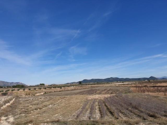 Terreno en venta Pinoso