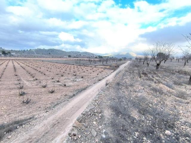 Terreno en venta Pinoso