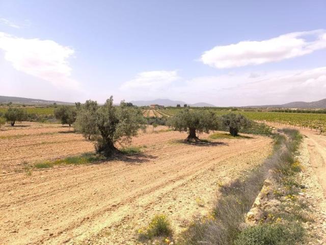 Terreno en venta Pinoso