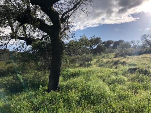 Terreno en venta Plasencia