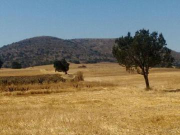 TERRENO EN VENTA SAN ANTONIO MONTECILLO TLAXCALA, CALPULALPAN SUP. 126.57 HAS