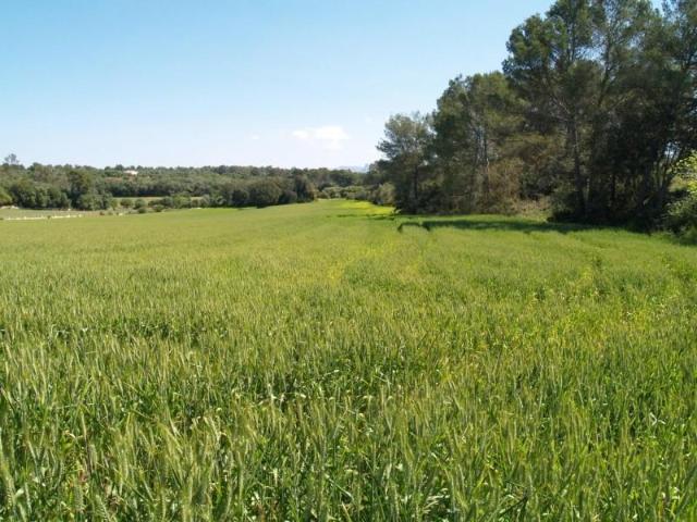 Terreno en venta Santa Margalida