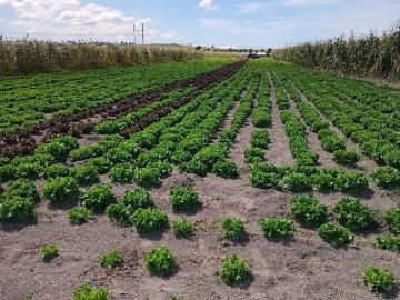 Terreno en venta santa Isabel Cholula Puebla chipilo 3500 metros habiacional