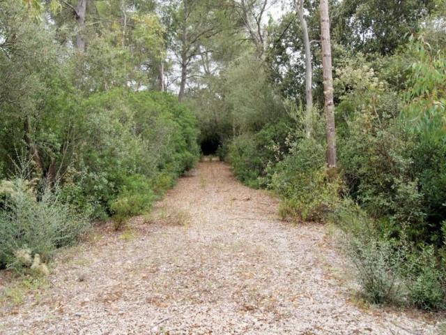 Terreno en venta Sencelles