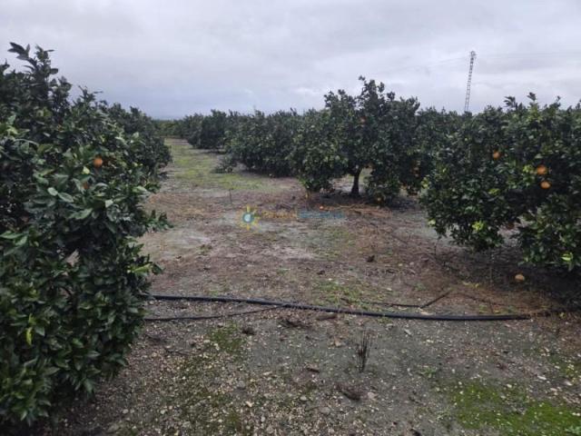 Terreno en venta Senyera