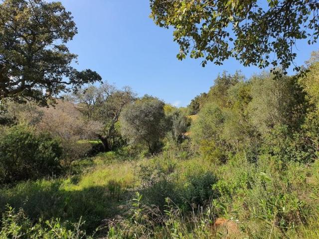 Terreno en venta Sotogrande