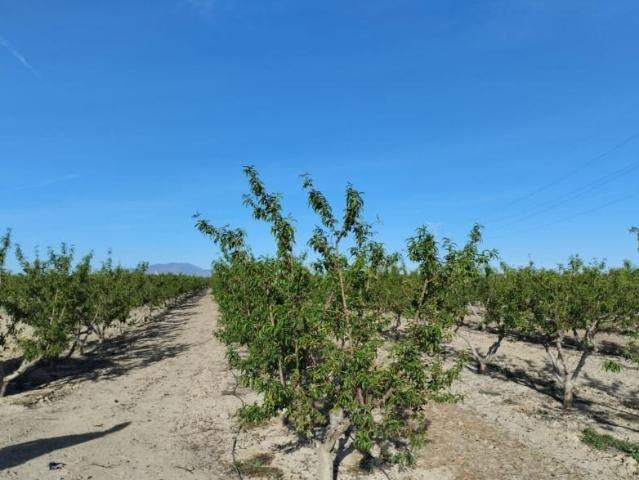 Terreno en venta Totana