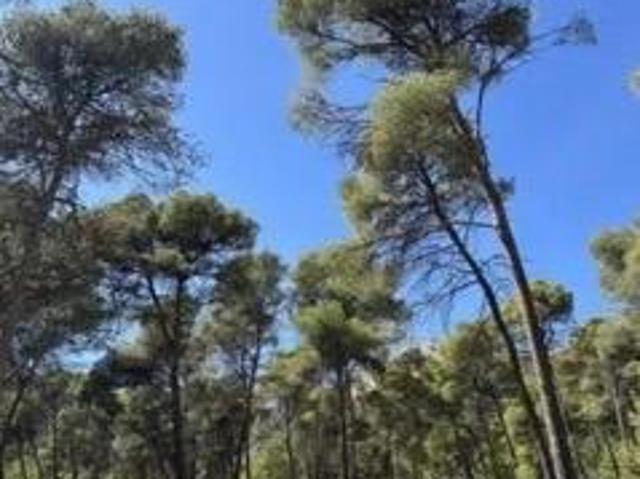 Terreno en venta Totana