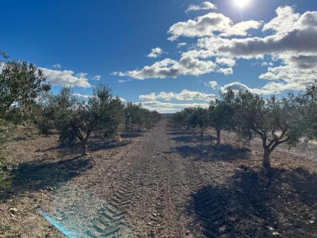 Terreno en venta Totana