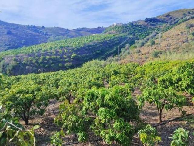 Terreno en venta Vélez Málaga
