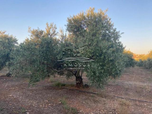 Terreno en venta Vilches