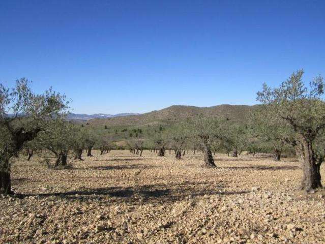 Terreno en venta Villena