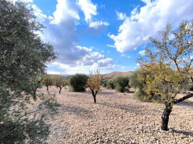 Terreno en venta Yecla
