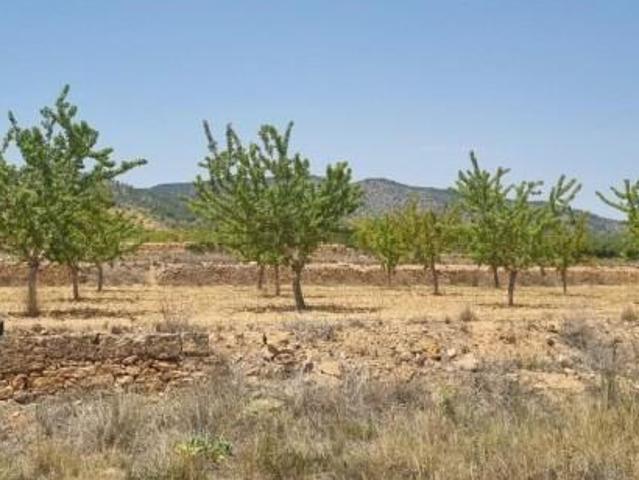 Terreno en venta Yecla