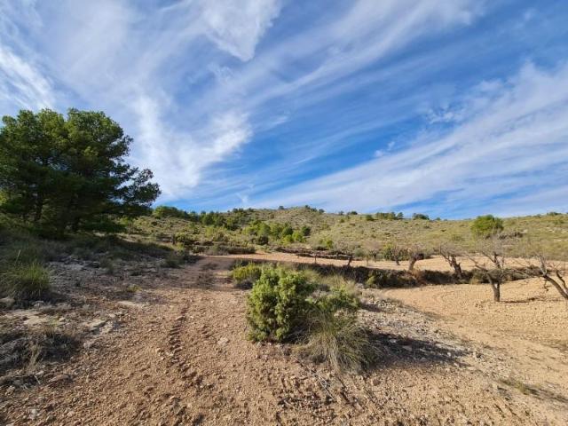 Terreno en venta Yecla