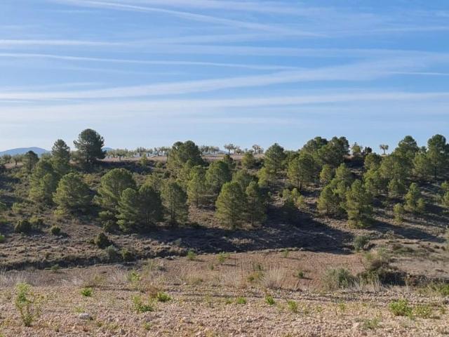 Terreno en venta Yecla