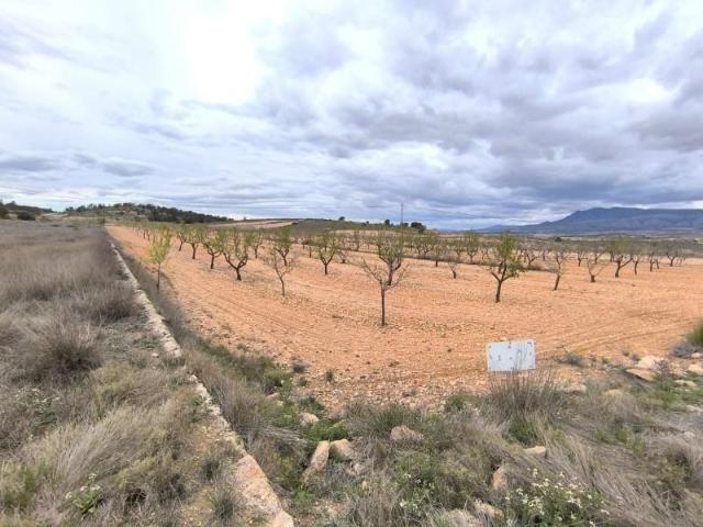 Terreno en venta Yecla