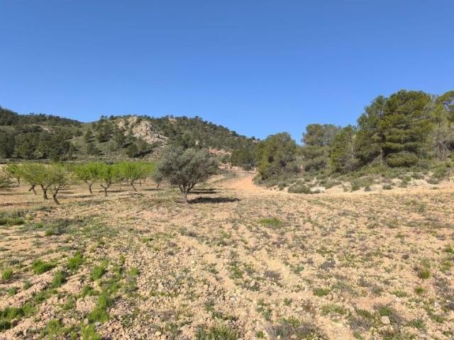 Terreno en venta Yecla