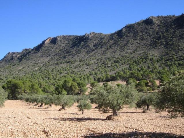 Terreno en venta Yecla
