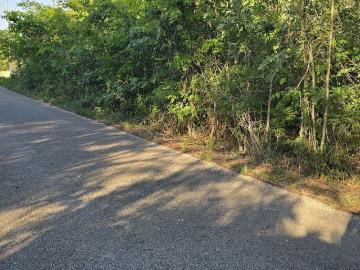 Terreno en Venta 6 Ha sin construcciones sobre carretera Yalcoba Xtut Yuc