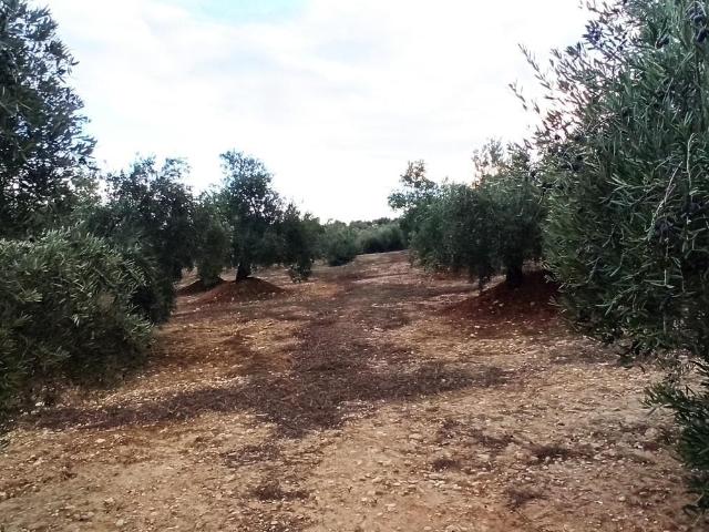 Terreno en Villatorres al sitio Piedra del Altar, Polígono 34