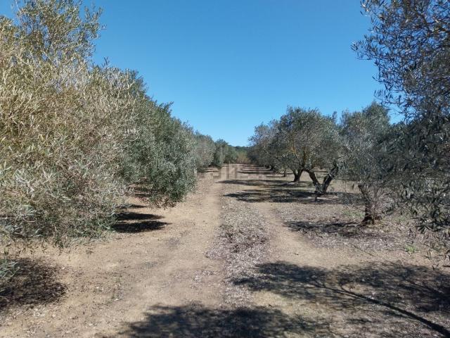 Terreno, Espolla