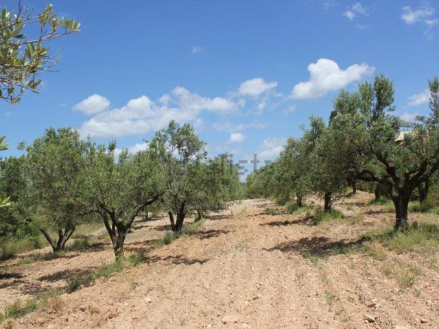 Terreno, Esparreguera
