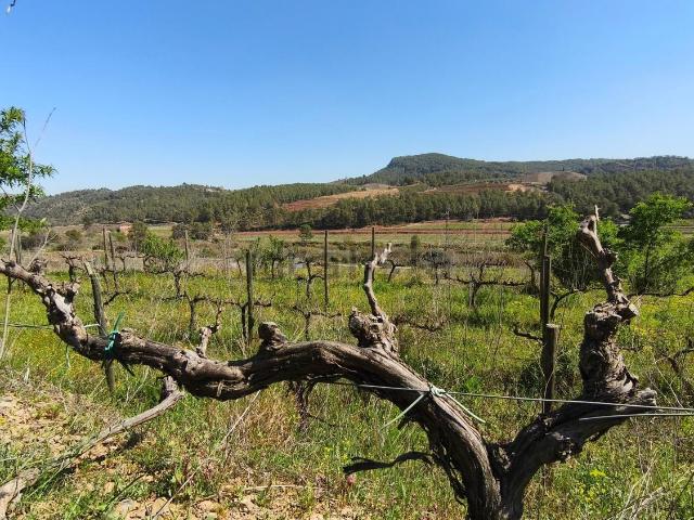Terreno, Falset