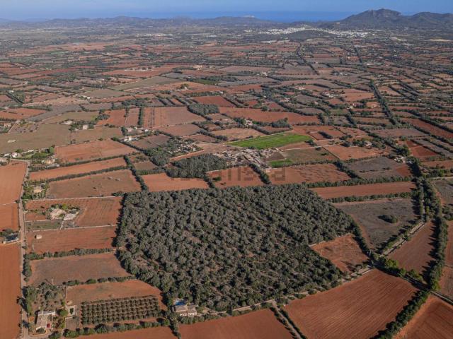 Terreno, Felanitx