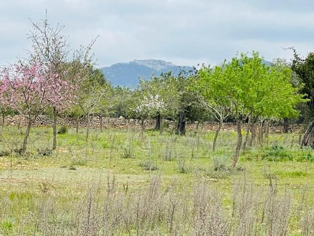 Terreno, Felanitx